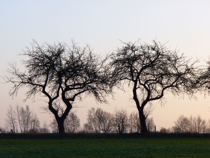 apfelbäume in der landschaft
