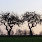 apfelbäume in der landschaft