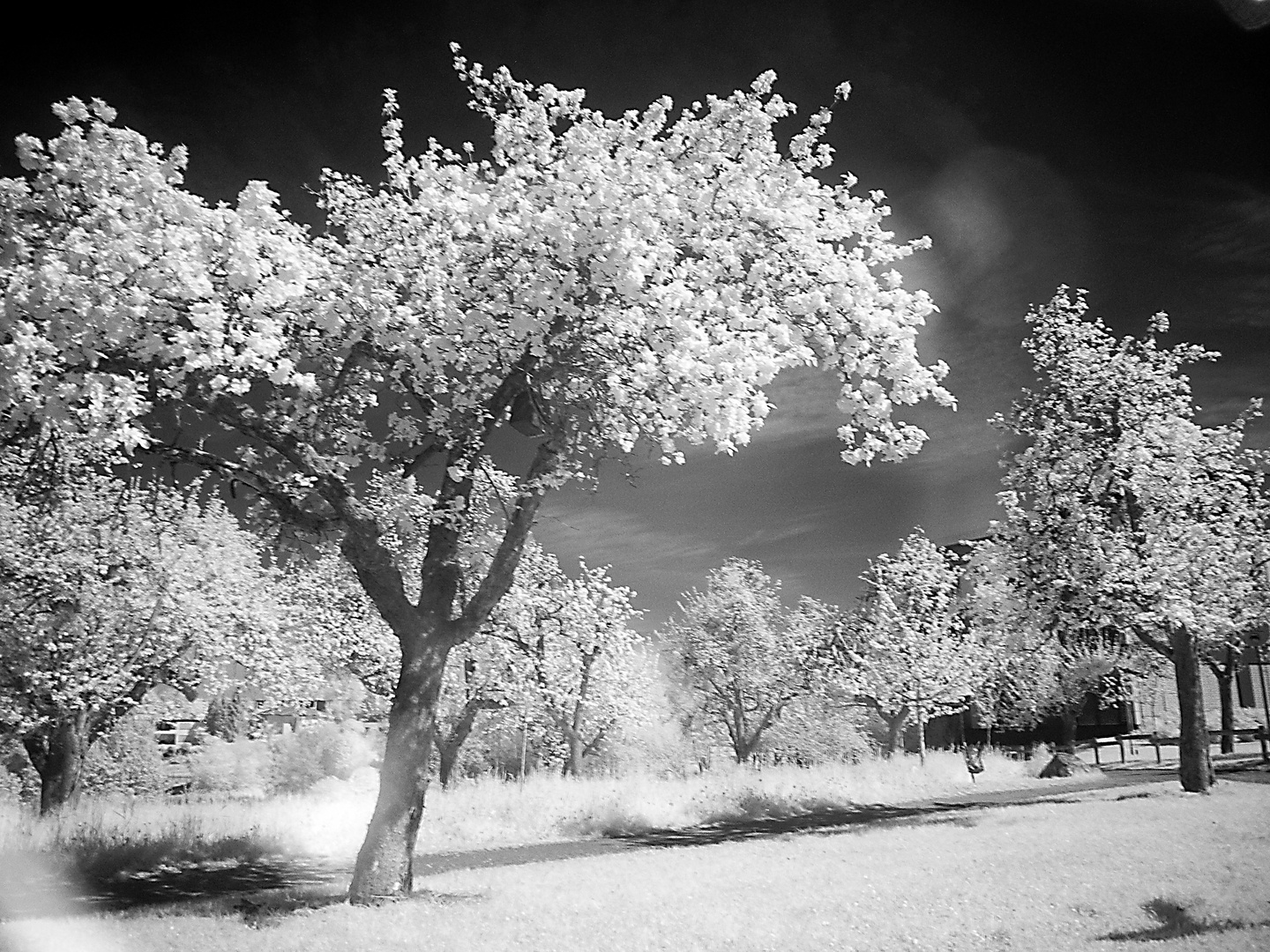 Apfelbäume in Infrarot