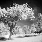 Apfelbäume in Infrarot