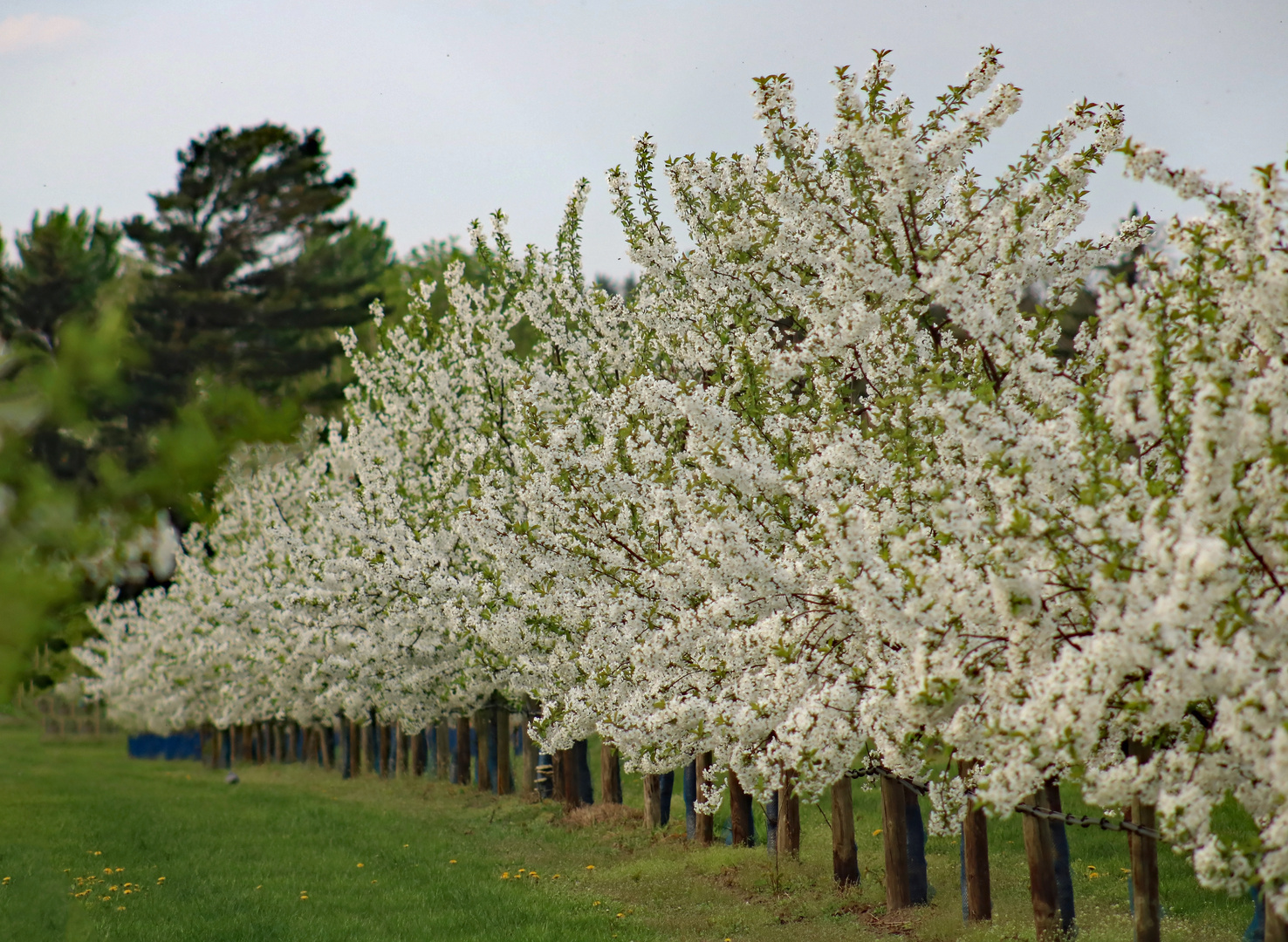 Apfelbäume in voller Blüte