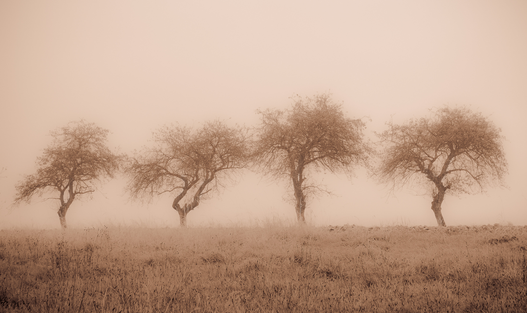 Apfelbäume Sepia...