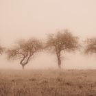 Apfelbäume Sepia...