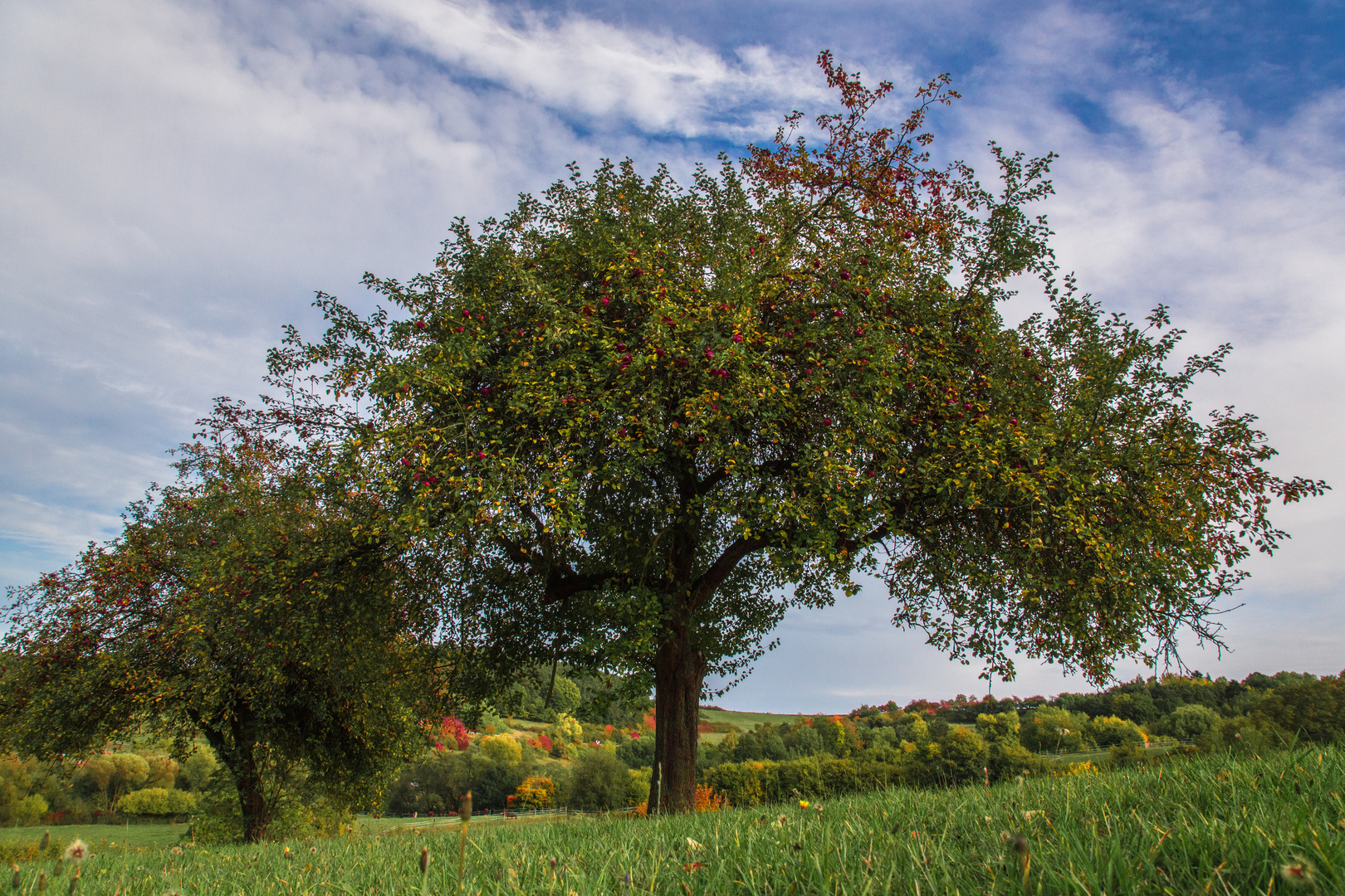 Apfelbaum ...