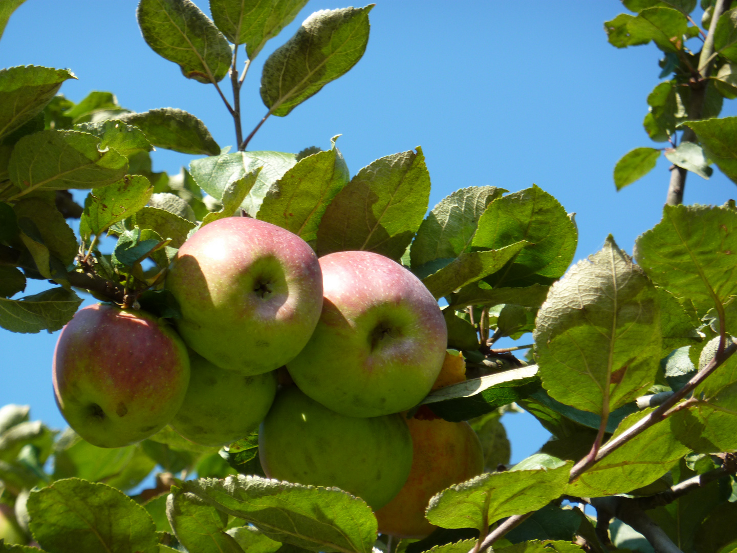 Apfelbaum - 04-10-2014