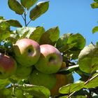 Apfelbaum - 04-10-2014