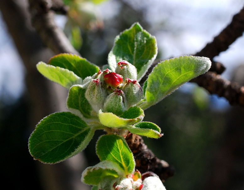 Apfelbaum