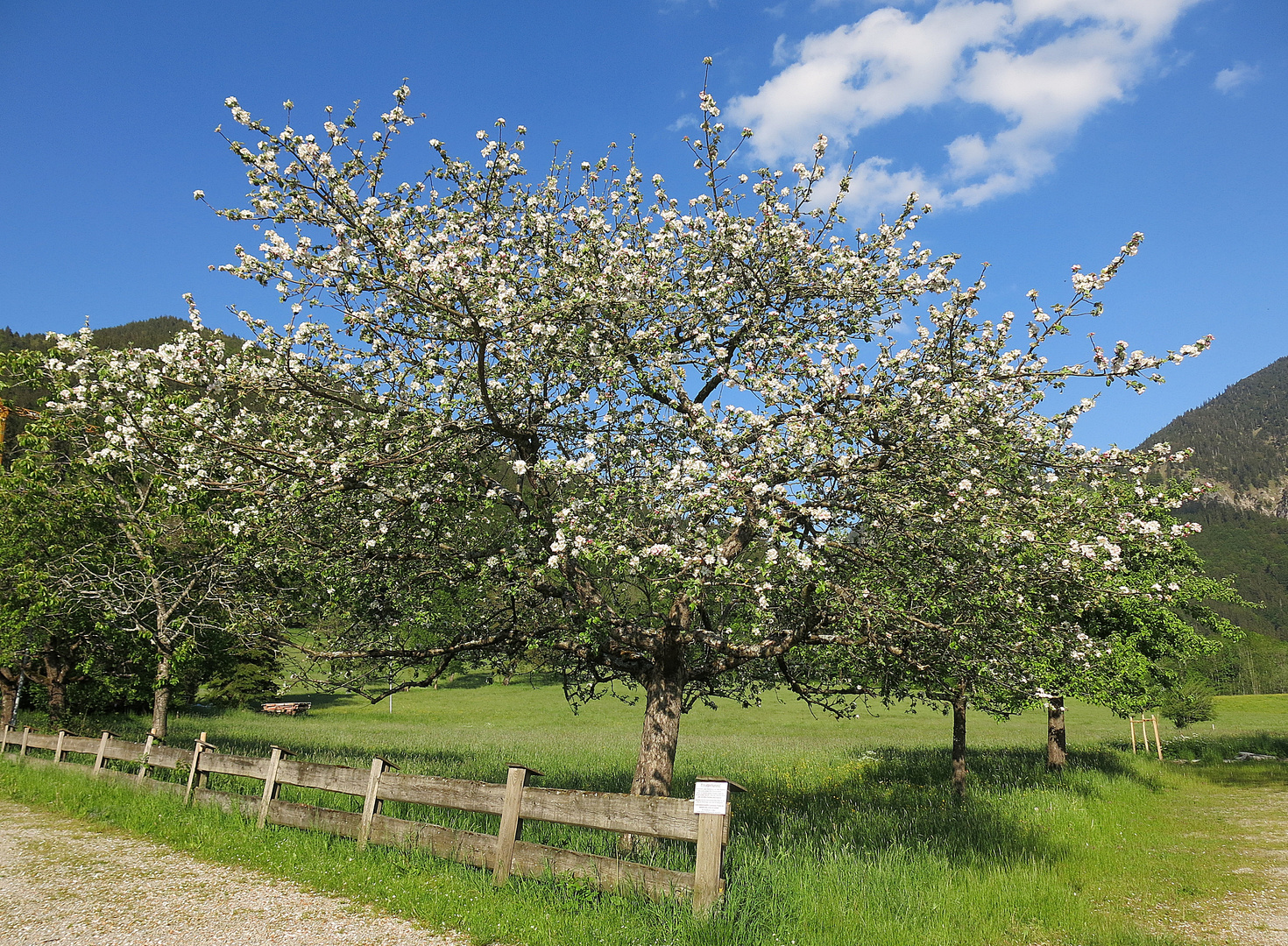 apfelbaum