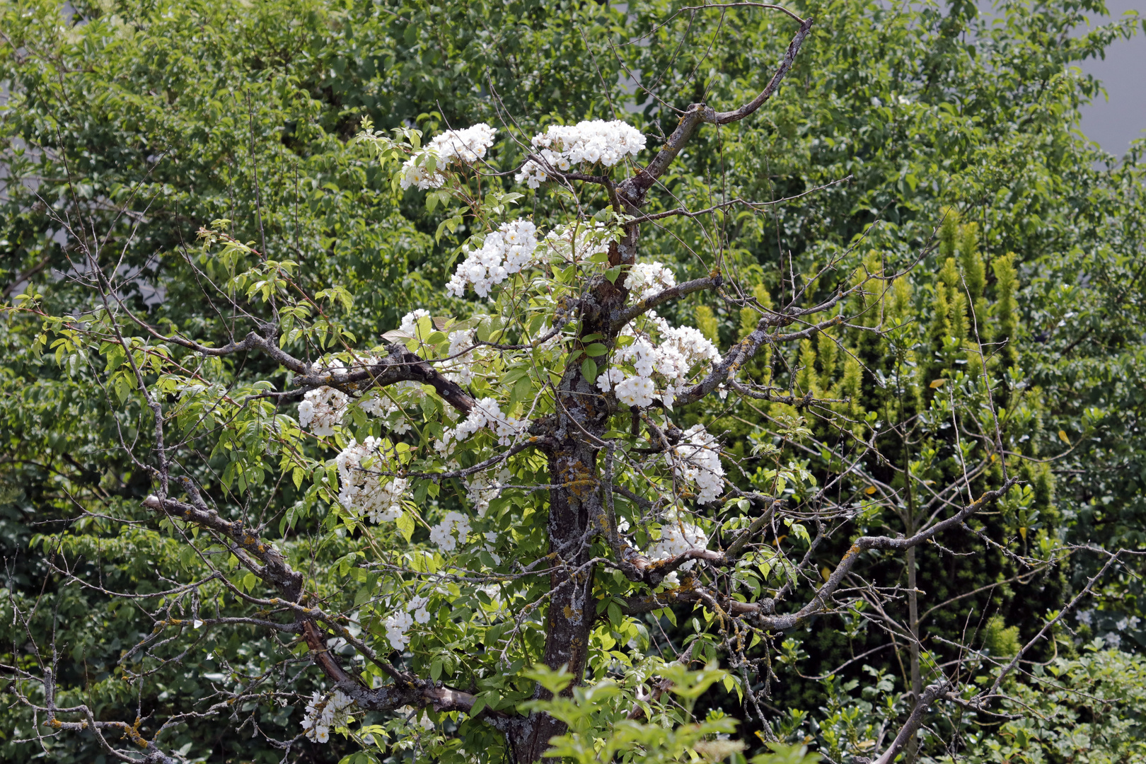 "Apfelbaum"