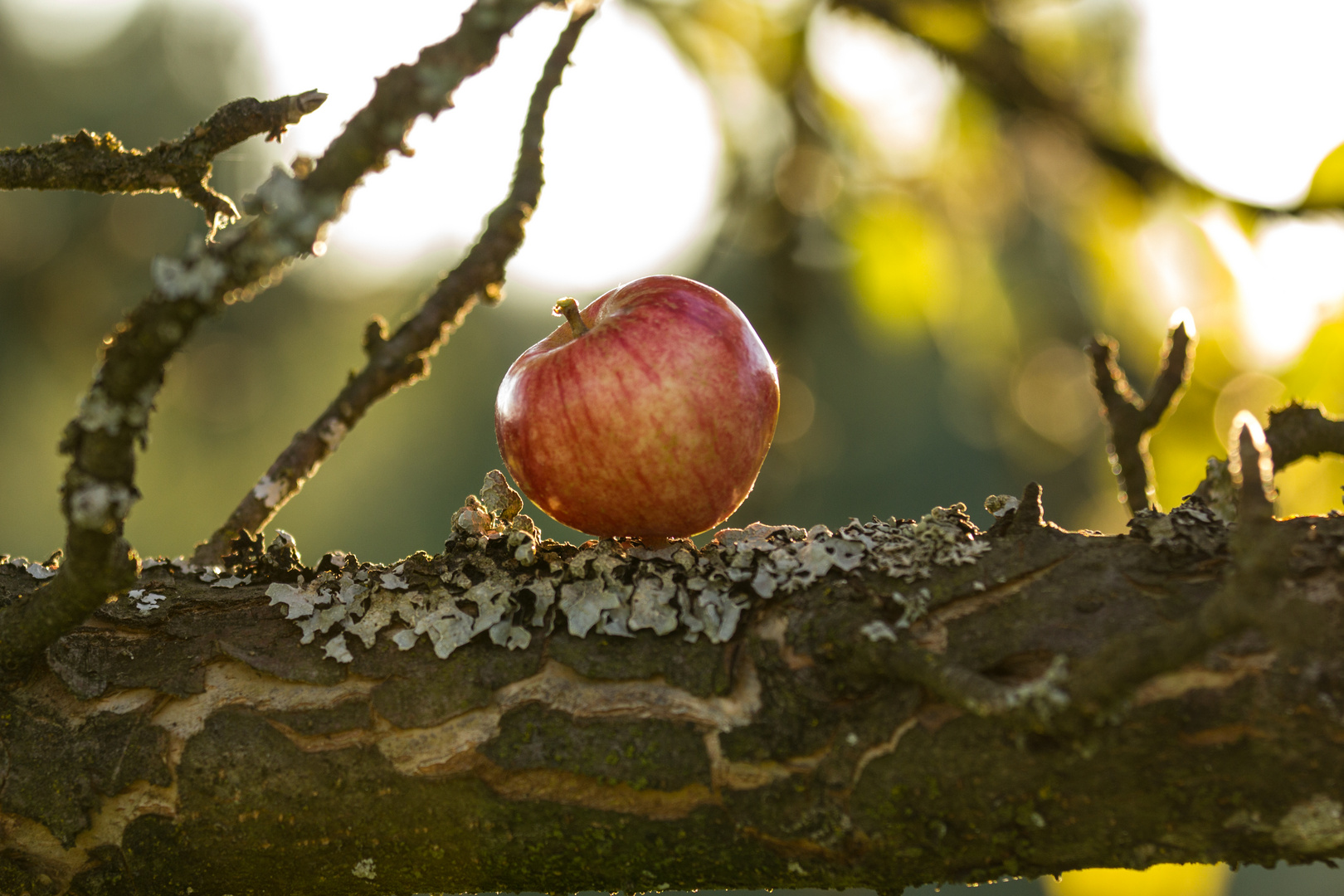 Apfelbaum