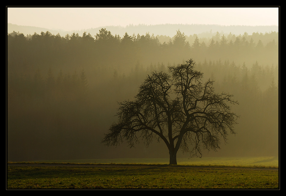 [ Apfelbaum abends im frühen Winter ]