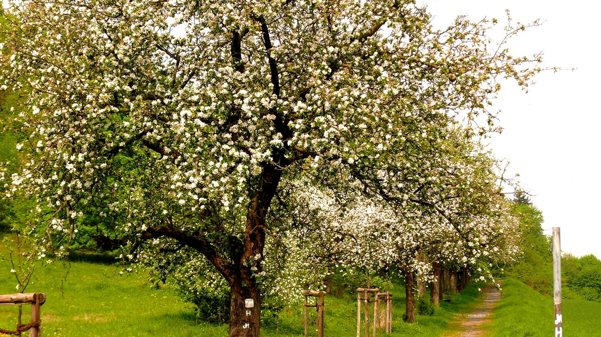 Apfelbaum-Allee in voller Blüte bei Bad Karlshafen