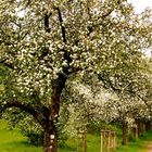 Apfelbaum-Allee in voller Blüte bei Bad Karlshafen