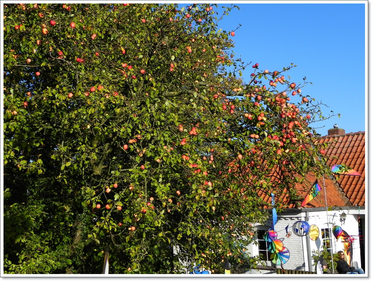 Apfelbaum am 23 Oktober