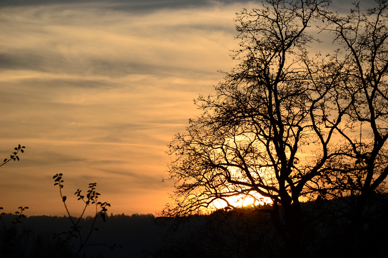 Apfelbaum am Abend