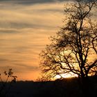 Apfelbaum am Abend