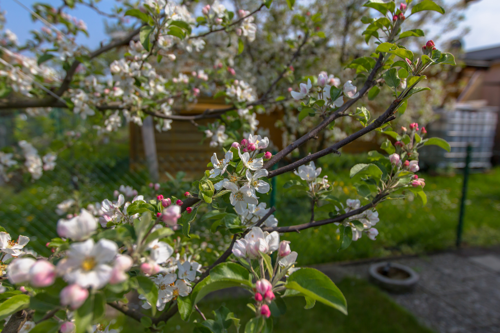 Apfelbaum am blühen