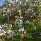 Apfelbaum am blühen