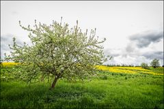 Apfelbaum am Feldrand