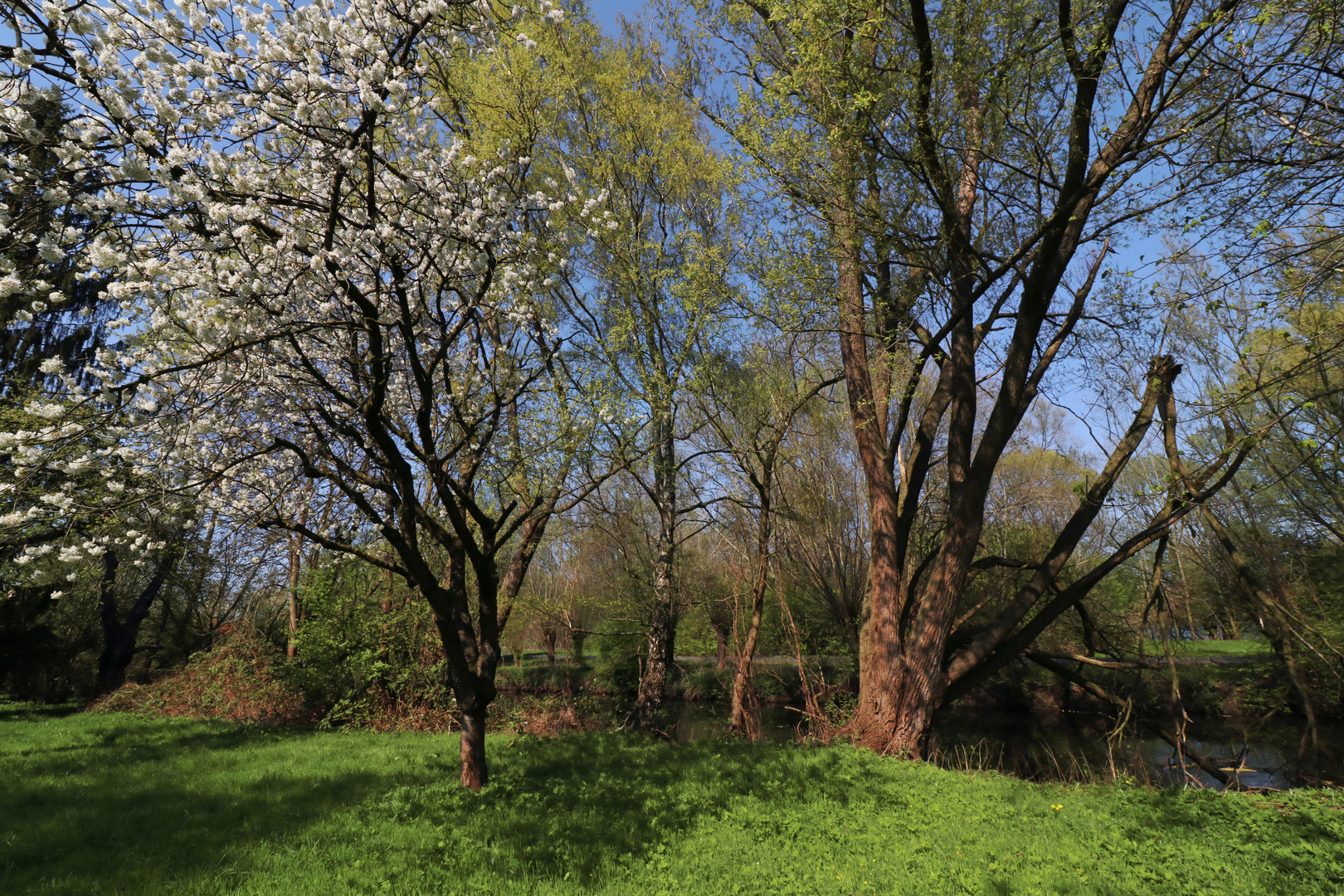 Apfelbaum am Fluss