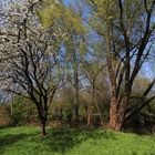 Apfelbaum am Fluss