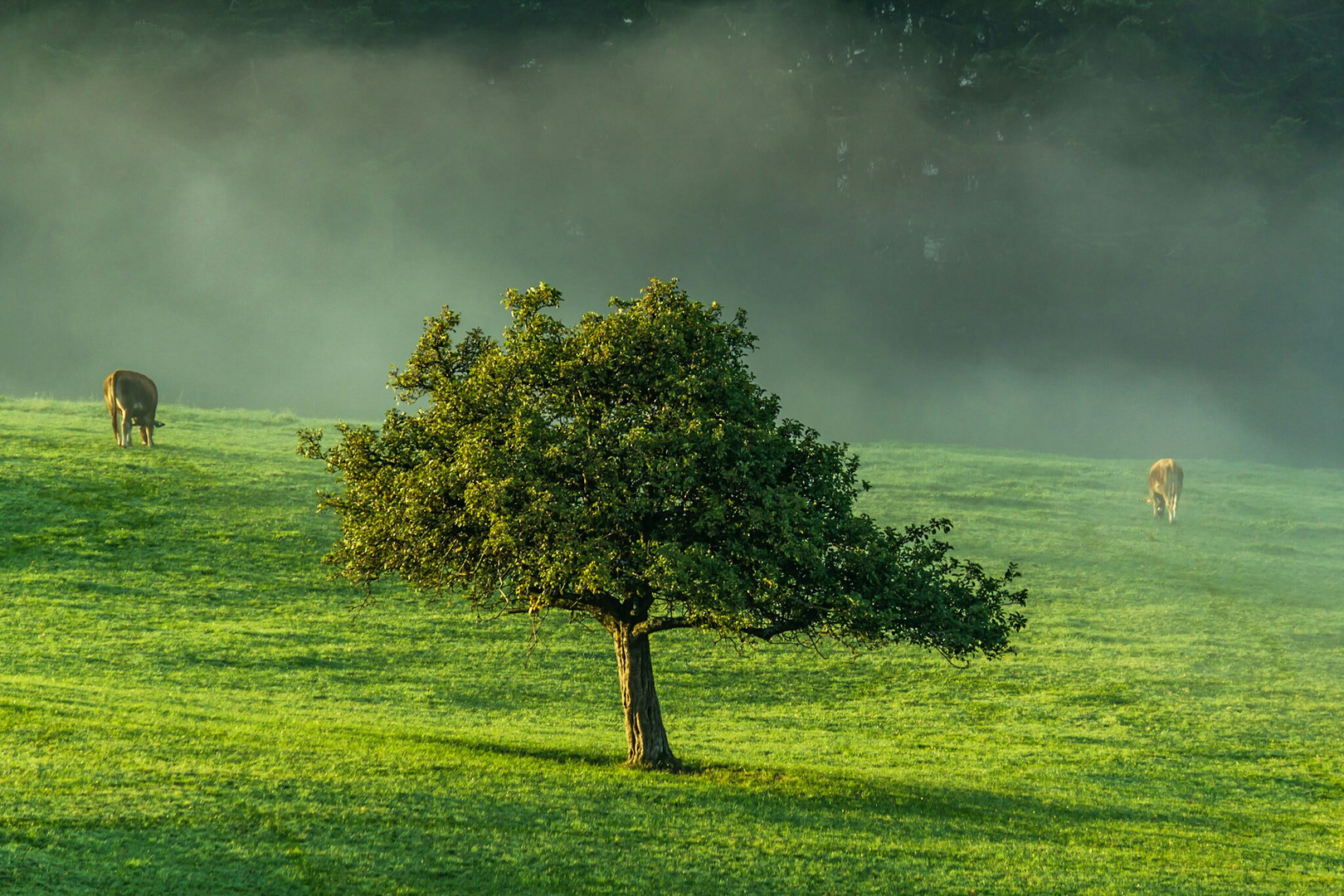 Apfelbaum am Herbstmorgen