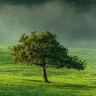 Apfelbaum am Herbstmorgen