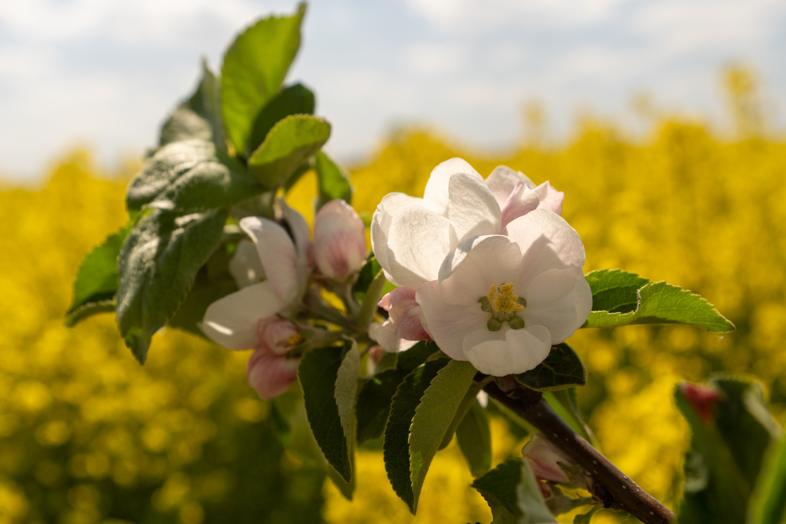 Apfelbaum am Rapsfeld