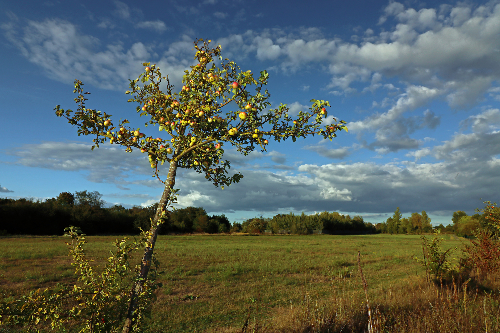 Apfelbaum am Schlehenhang