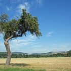 Apfelbaum am Straßenrand