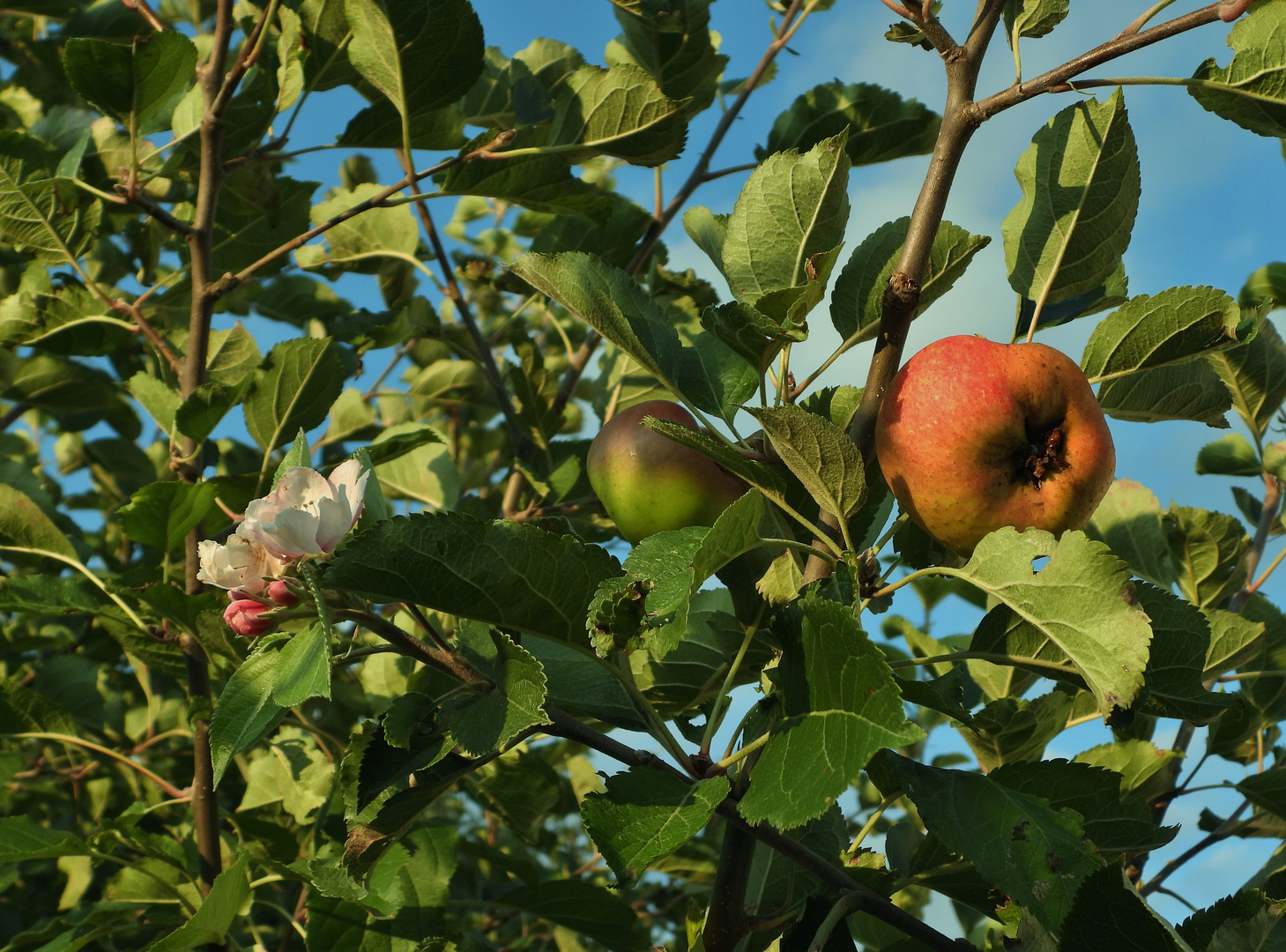 Apfelbaum  (Apfel & Blüte gleichzeitig) 
