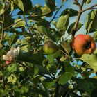 Apfelbaum  (Apfel & Blüte gleichzeitig) 