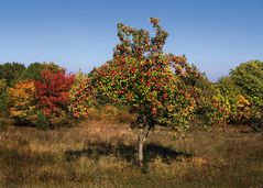 Apfelbaum - Apfeltraum - ein Lied zum Bild