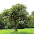 Apfelbaum auf einer Wiese