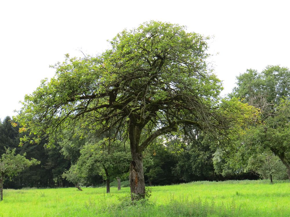 Apfelbaum auf einer Wiese Foto & Bild pflanzen, pilze & flechten