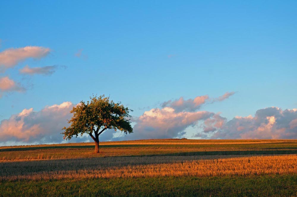 Apfelbaum 