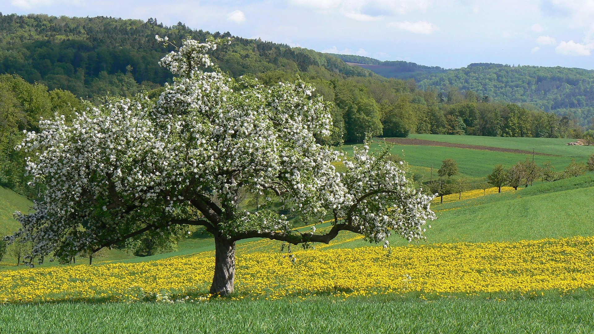 Apfelbaum bei Bennwil im Baselbiet