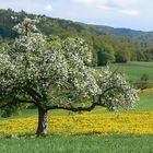 Apfelbaum bei Bennwil im Baselbiet