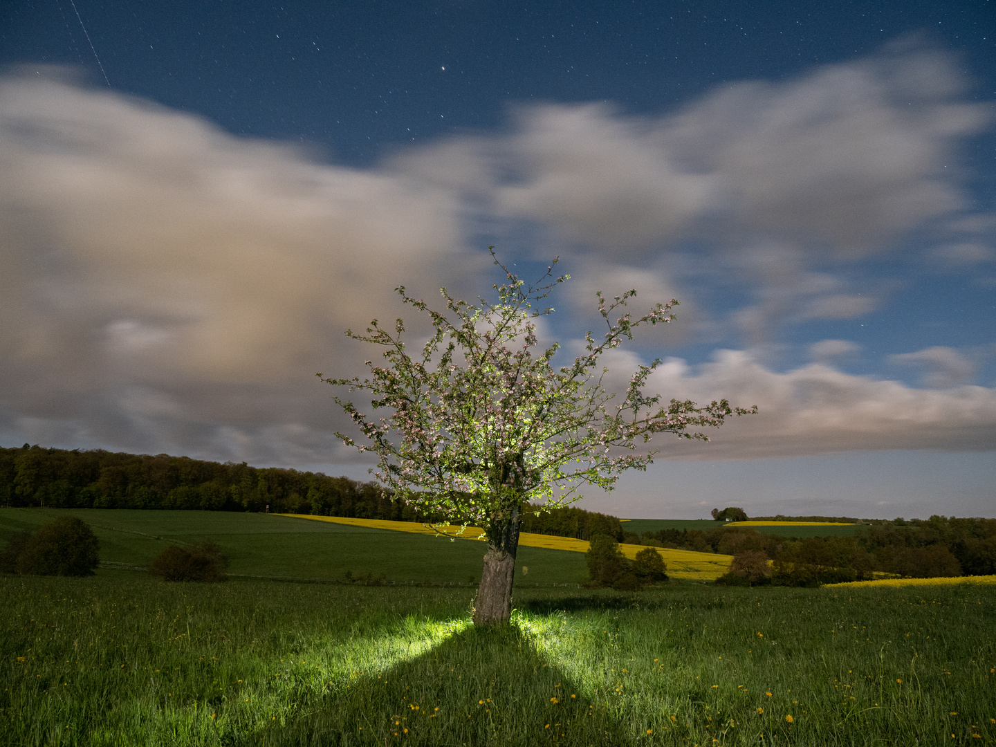 Apfelbaum bei Vollmond