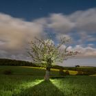 Apfelbaum bei Vollmond