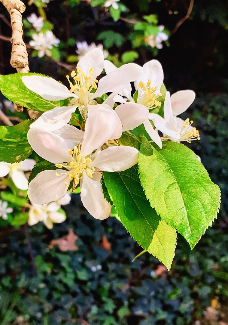 "Apfelbaum blüht"