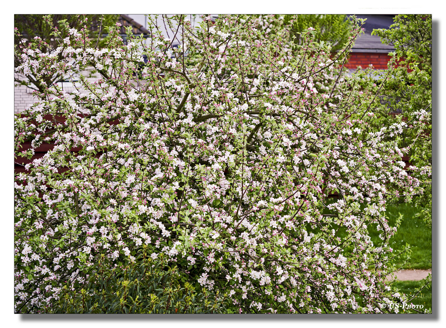 Apfelbaum Blüte