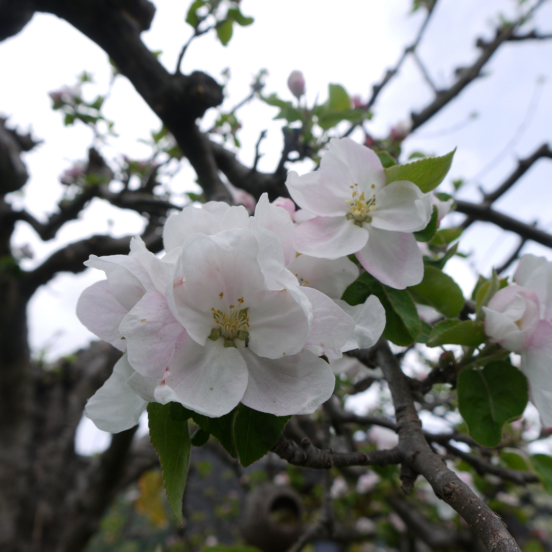 Apfelbaum Blüte