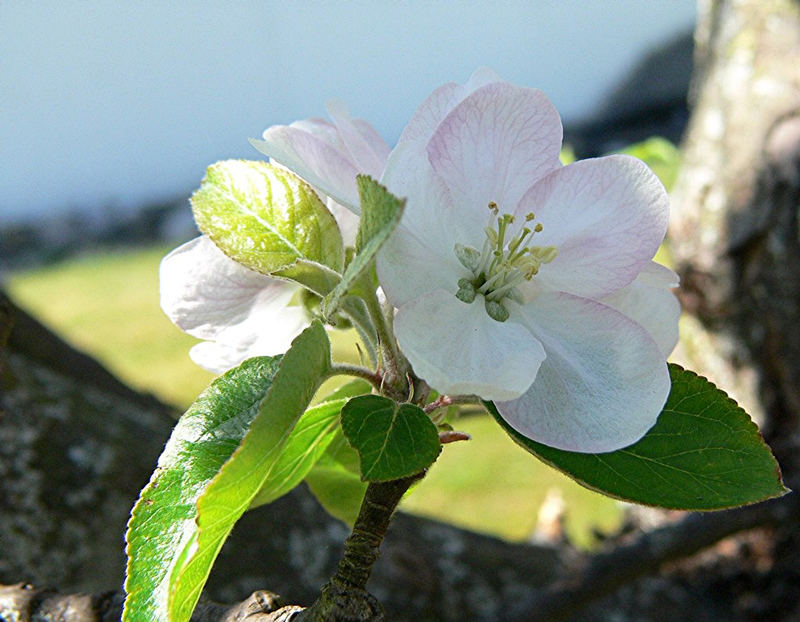 Apfelbaum Blüte