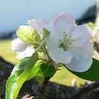 Apfelbaum Blüte