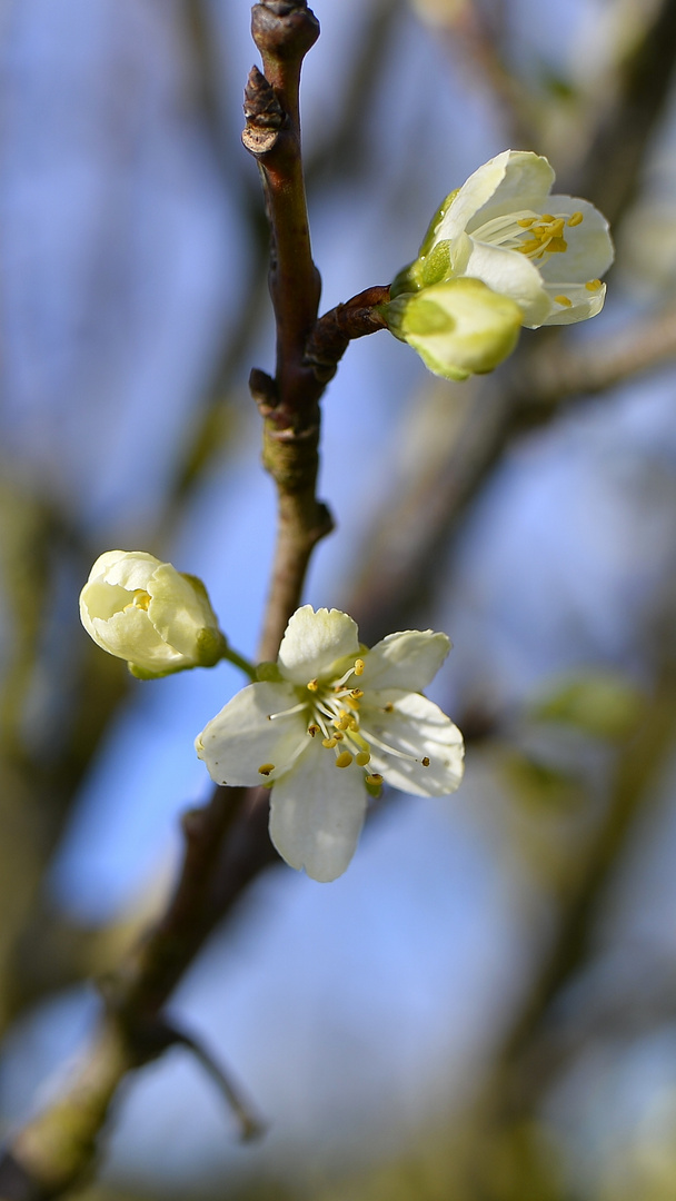 Apfelbaum-Blüte