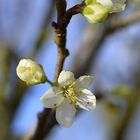 Apfelbaum-Blüte