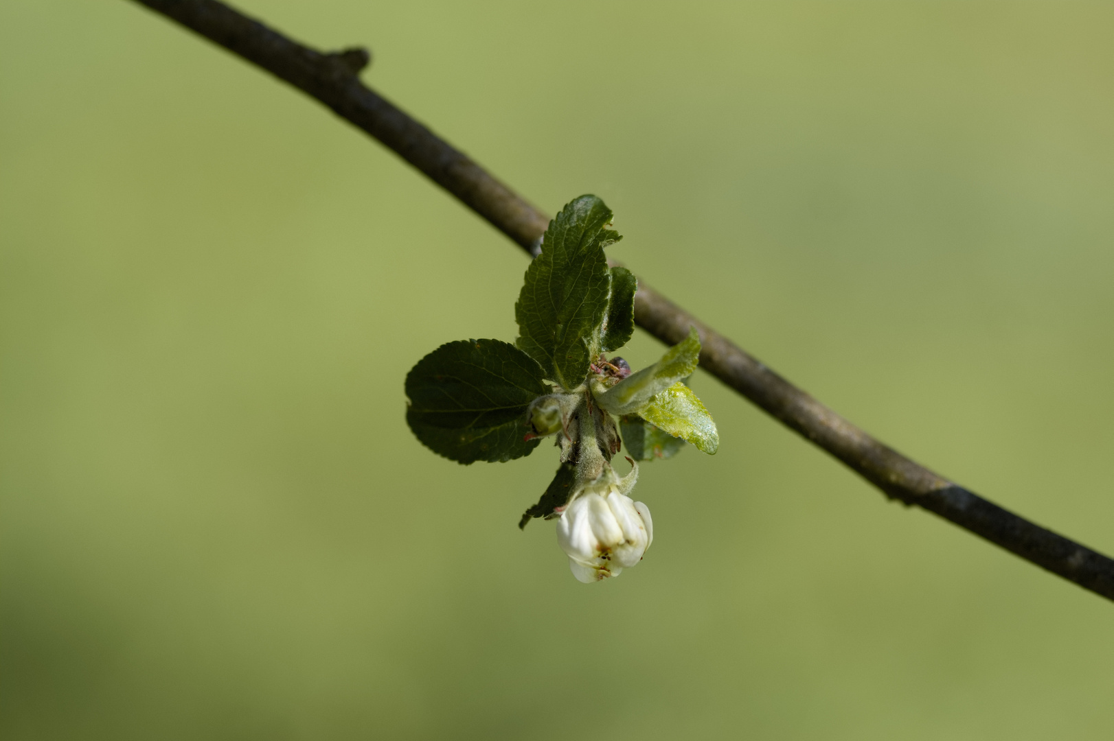 Apfelbaum - Blüte