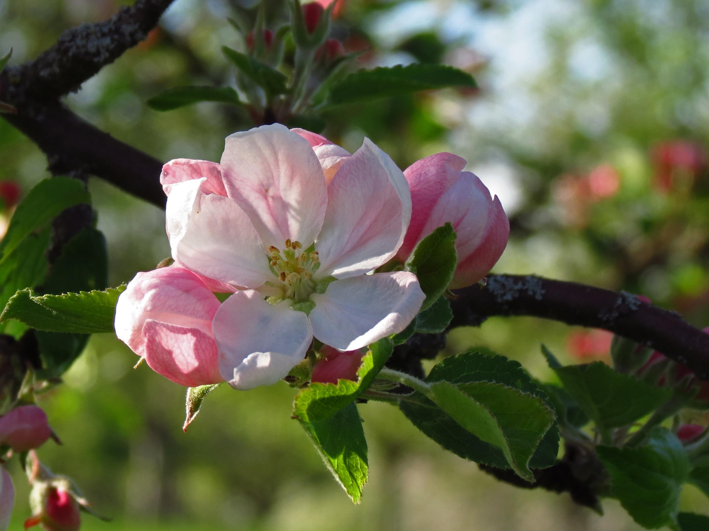 Apfelbaum Blute Foto Bild Pflanzen Pilze Flechten Baume