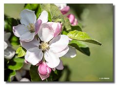 Apfelbaum Blüten